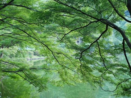 美しい緑の写真