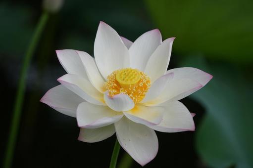 Lotus, JPG