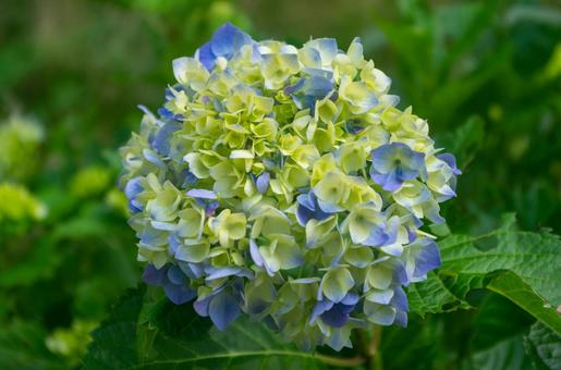 あじさい2 紫陽花2 あじさい2 紫陽花2の写真