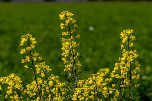 緑を背景にした菜の花 緑を背景にした菜の花の写真