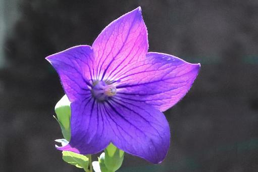 キキヨウの花逆光 キキヨウの花逆光 ききょう,桔梗,紫色の写真素材