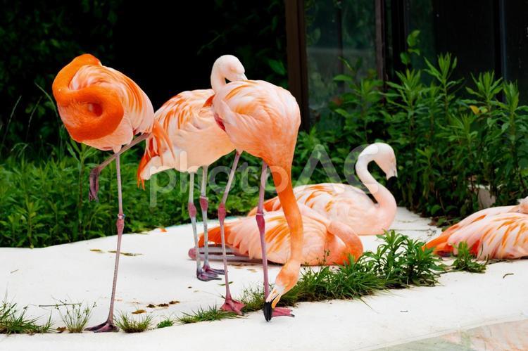 フラミンゴ フラミンゴ,ピンク,鳥の写真素材
