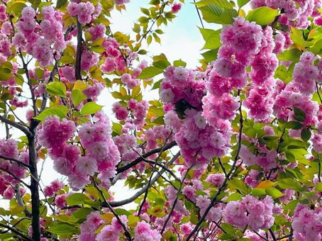 八重桜 八重桜の写真