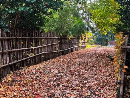 落ち葉と竹垣の道 落ち葉,紅葉,竹垣の写真素材