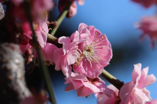 桜 桜の写真
