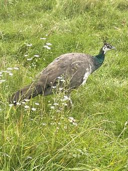 孔雀　メス 孔雀,メス,鳥の写真素材