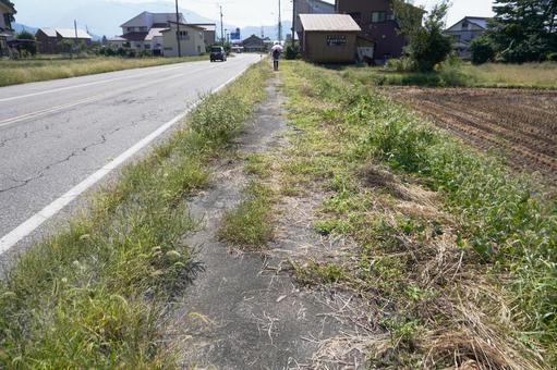 雑草の生い茂った歩道01の写真