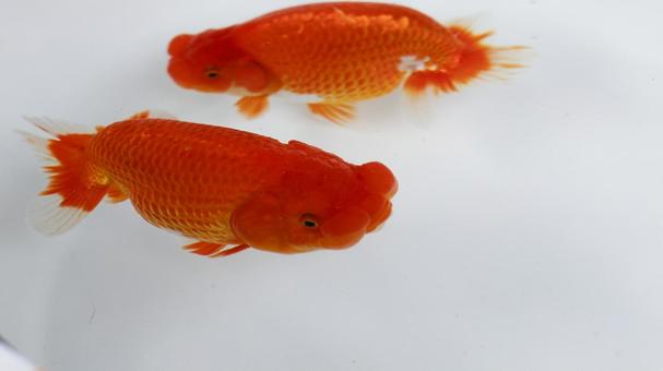 【魚の写真】らんちう(金魚) 【魚の写真】らんちう(金魚) ペット,水槽,魚の写真素材