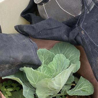 Colander and cabbage, JPG Colander and cabbage, JPG