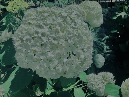 Hydrangea, Kamakura,, JPG