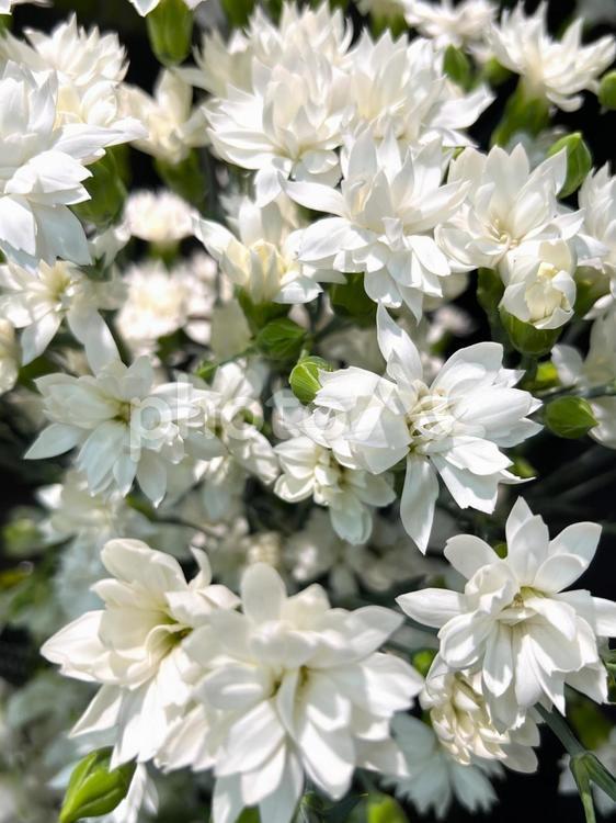 バイカウツギ 花,バイカウツギ,白の写真素材
