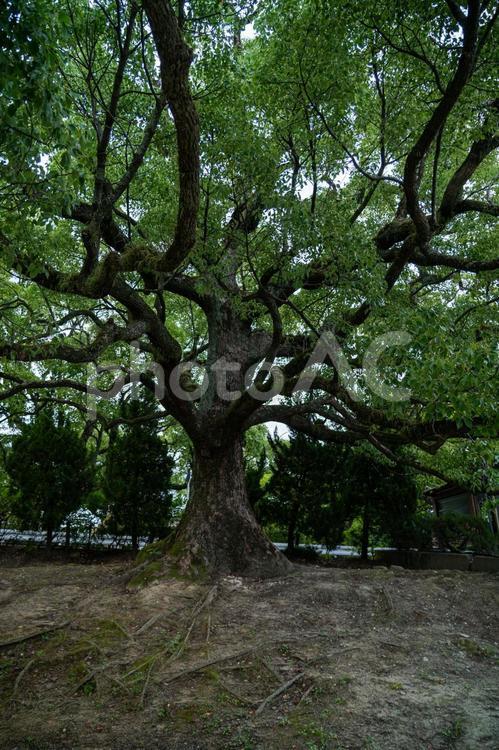 1本の大きな木　長年育った大木 木,大きな木,大木の写真素材