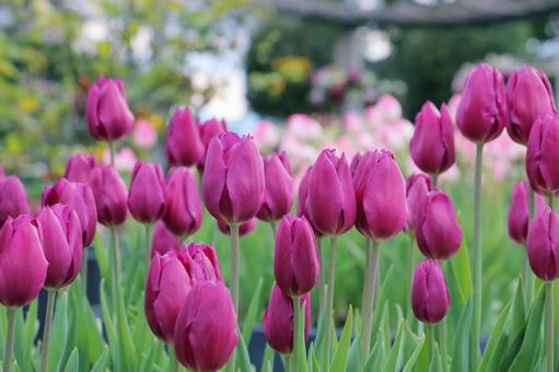 アイスチューリップ アイスチューリップ,チューリップ,花の写真素材