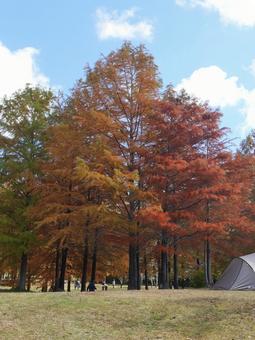 秋の色 兵庫県,三田市,小野公園の写真素材