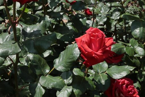 バラ園にて赤い色の薔薇を撮影しました 花,薔薇,自然の写真素材
