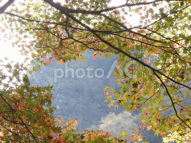 11月の風景 秋,11月,自然の写真素材