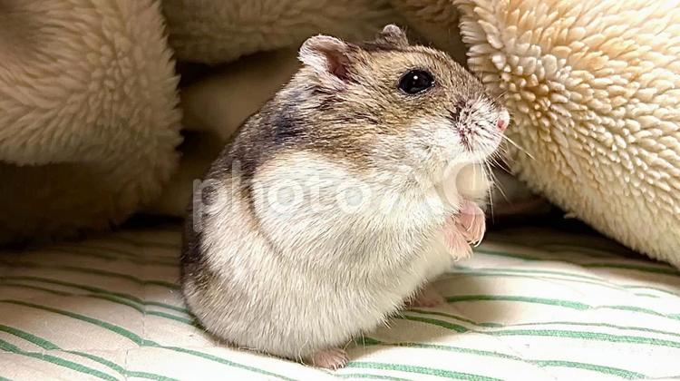 横を見つめるジャンガリアンハムスター ジャンガリアンハムスター,ハムスター,ペットの写真素材