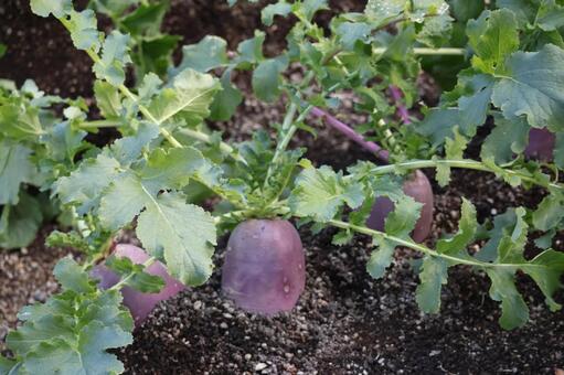 緑の葉と赤紫の大根の栽培された土の畑 緑,葉,赤紫の写真素材