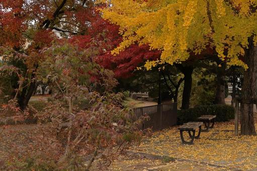 Bench under the ginkgo tree, waiting for someone to sit - 2, JPG Bench under the ginkgo tree, waiting for someone to sit - 2, JPG