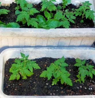 Photo, mini tomato, home garden, tomato, 