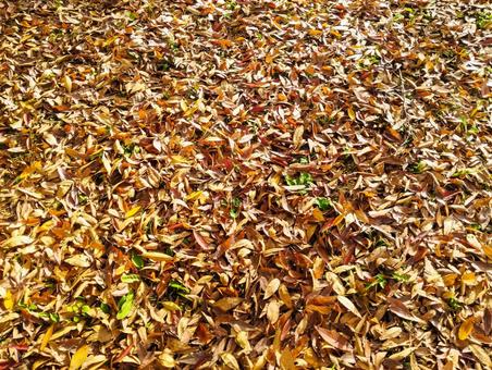 ふかふか落ち葉 落ち葉,秋,テクスチャの写真素材