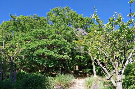 山腹の公園にて 山腹の公園にての写真
