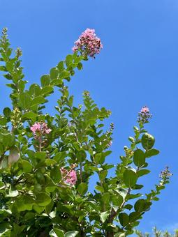 サルスベリ(百日紅)のピンクの花 サルスベリ(百日紅)のピンクの花 サルスベリ,百日紅,花の写真素材
