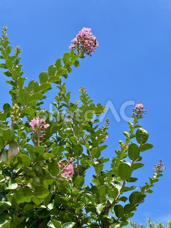 サルスベリ(百日紅)のピンクの花 サルスベリ,百日紅,花の写真素材
