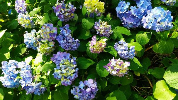 紫陽花 紫陽花の写真