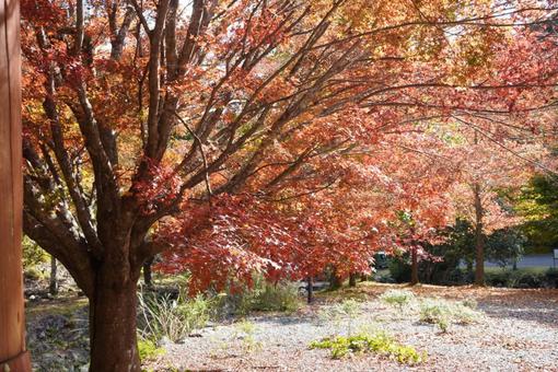 森の中の紅葉の写真