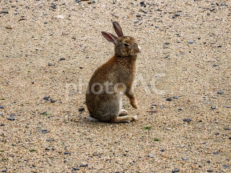 大久野島のウサギ うさぎ,ウサギ,動物の写真素材