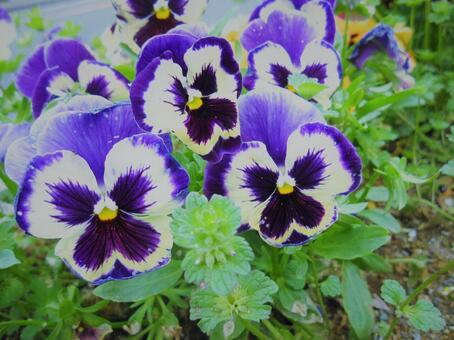 花 花の写真