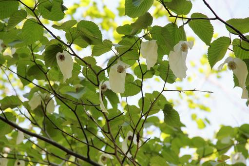 ハンカチノキ・ダビディアの咲く風景 ハンカチノキ,大きな苞,花弁無いの写真素材