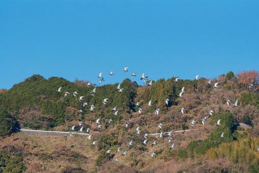 宙を舞うハトの群れ ハト,野鳥,鳥の写真素材