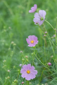 雨の日のコスモス畑 雨の日のコスモス畑 秋桜,秋,つぼみの写真素材