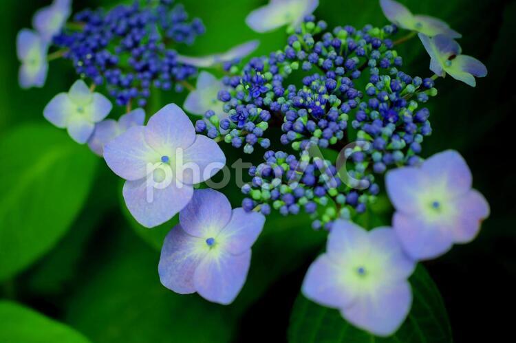 ガクアジサイ　紫陽花　青い花 アジサイ,紫陽花,ガクアジサイの写真素材