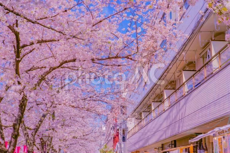中目黒の桜 目黒川,目黒川の桜,桜の写真素材