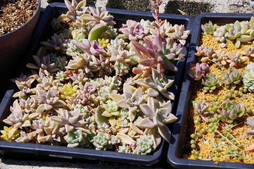 多肉植物 多肉植物の写真