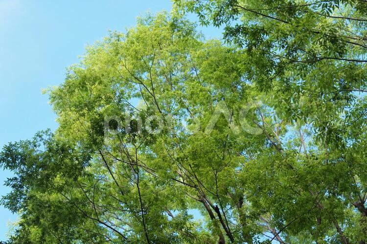 新緑の木 木,青空,新緑の写真素材