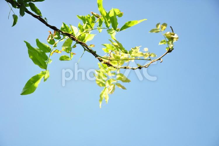 伸びていく新芽と青空 新芽,伸びる,息吹の写真素材
