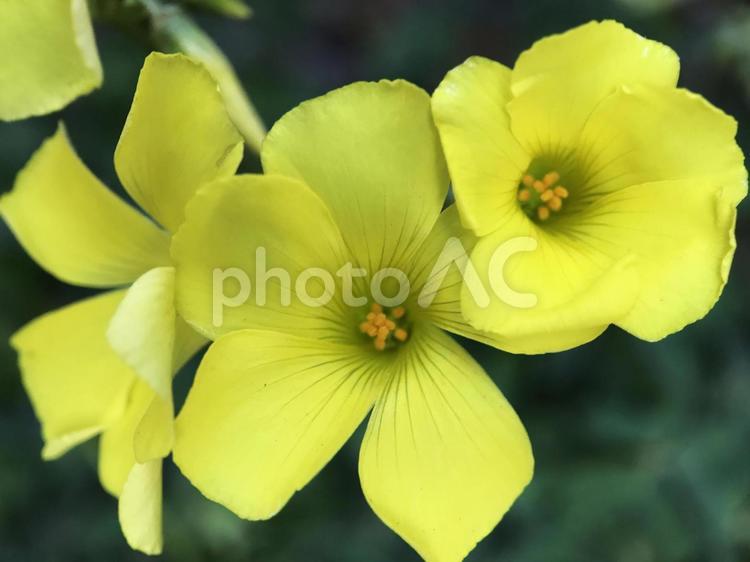 オオキバナカタバミの花 2025/2/ マクロ,接写,オオキバナカタバミの写真素材