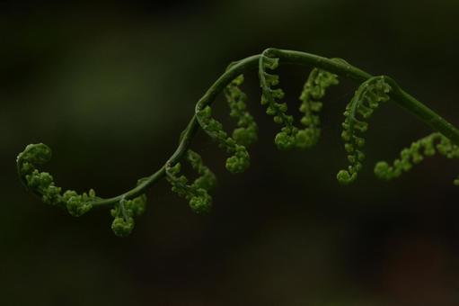 Photo, fresh green, natural, young leaves, 