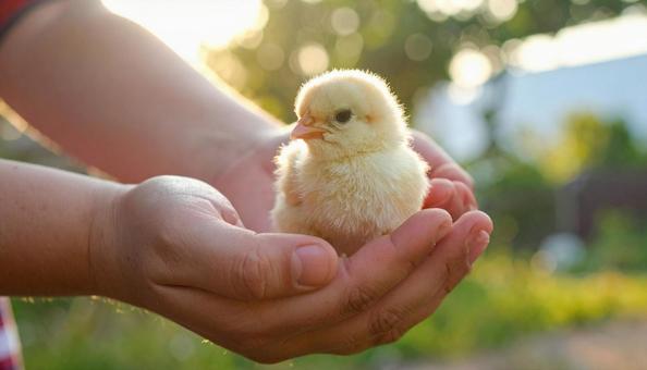 かわいいヒヨコの写真