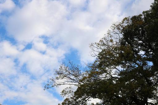 空と木 空と木の写真
