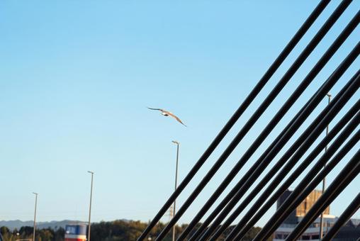 宙を優雅に舞うセグロカモメ 宙を優雅に舞うセグロカモメ セグロカモメ,渡り鳥,冬鳥の写真素材