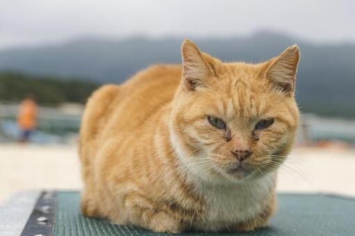 浜辺の主 — 茶トラ猫のまなざし 猫,茶トラ,猫ポートレートの写真素材