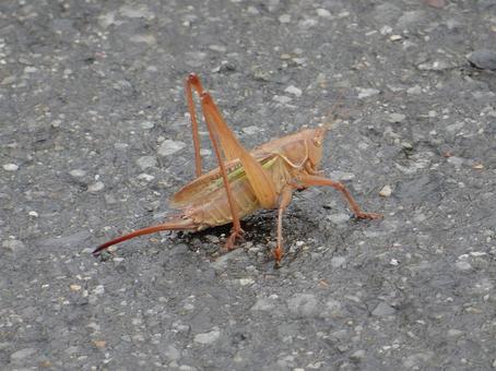 【昆虫写真】キリギリス♀ 【昆虫写真】キリギリス♀の写真