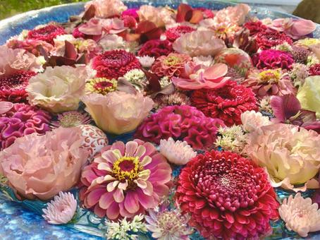 色鮮やかな花手水5 色鮮やかな花手水5 花手水,はなちょうず,手水舎の写真素材