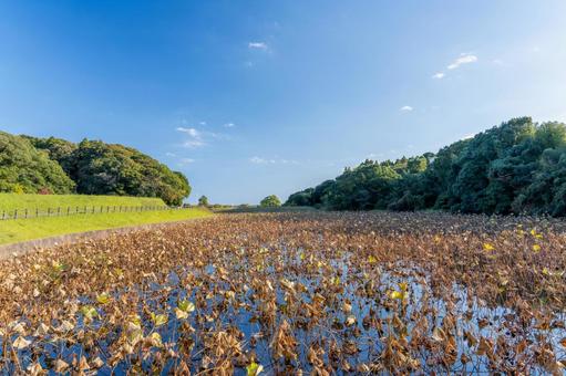 枯れたハスと初冬の風景 ハス,蓮,枯れるの写真素材