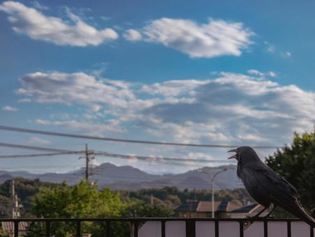 夏の空と鳴くカラス カラス,鳥,野鳥の写真素材